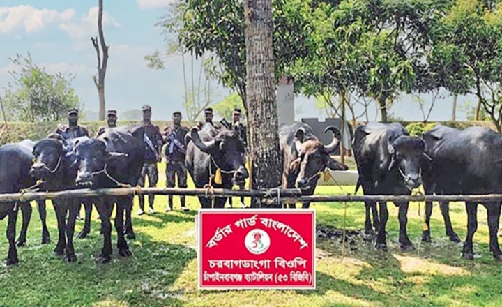 চাঁপাইনবাবগঞ্জ সীমান্তে ৭ ভারতীয় মহিষ জব্দ